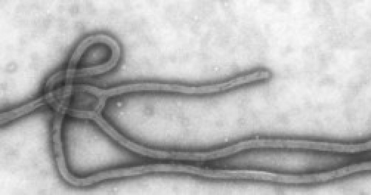 Virus Ebola Lallarme Cresce Info Su Sintomi Rischio Contagio Cure