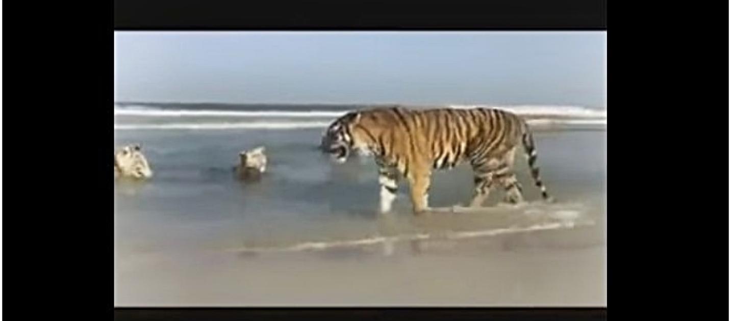 Tigers playing on a beach in Dubai and video goes viral [Video]