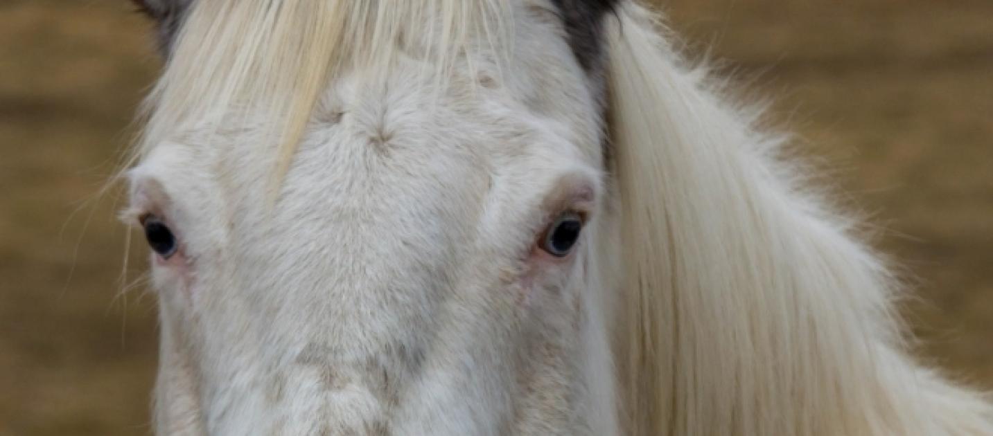 Breaking Kansas Horses Infected With Both Anemia And West Nile Virus Urgent Warning - wcjj4lb
