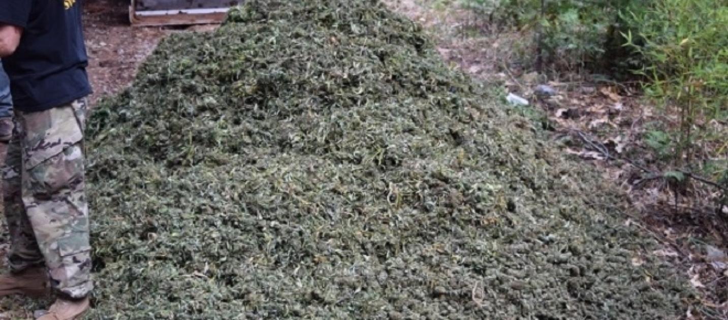 Massive Marijuana Farm Found In California's Gold Country