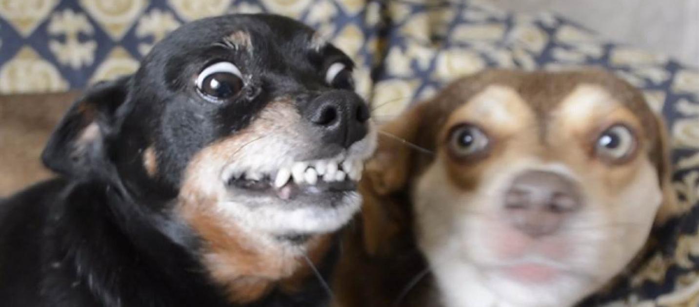 Pinscher bravo faz sucesso na confira