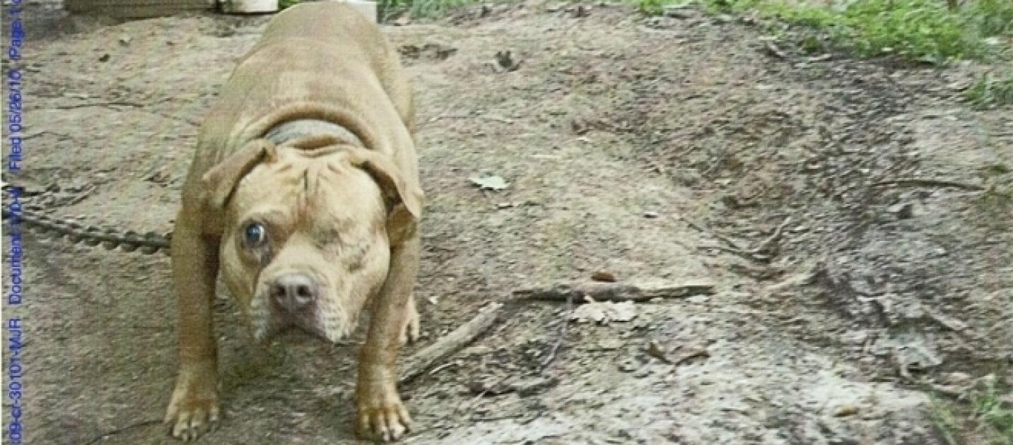 Largest dog fighting bust in Missouri to go down in history