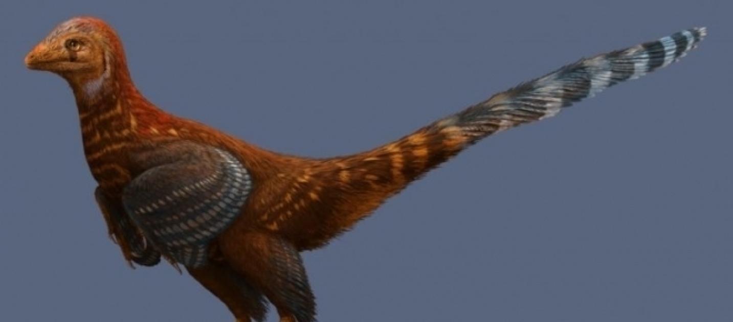 dinosaur to chicken evolution