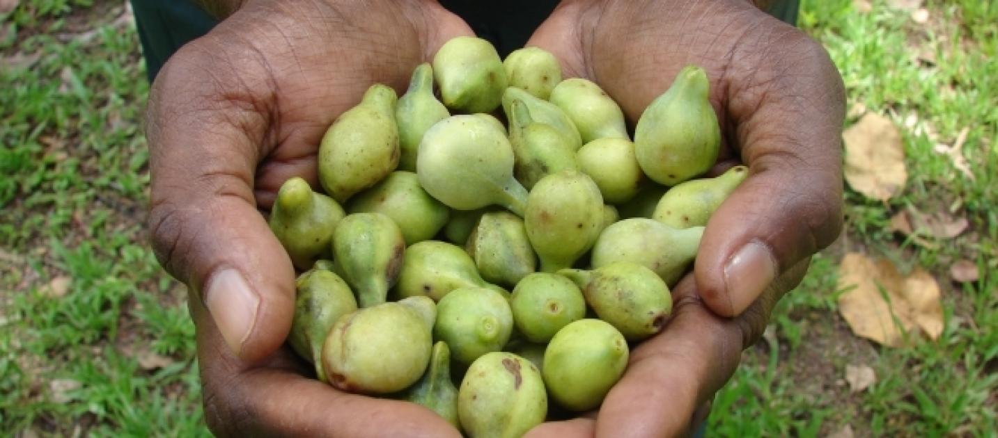 Australia's Native Bush Tucker Foods