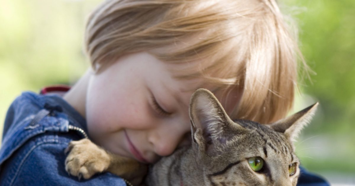 Por Qu Deber As Tener Un Gato Como Mascota