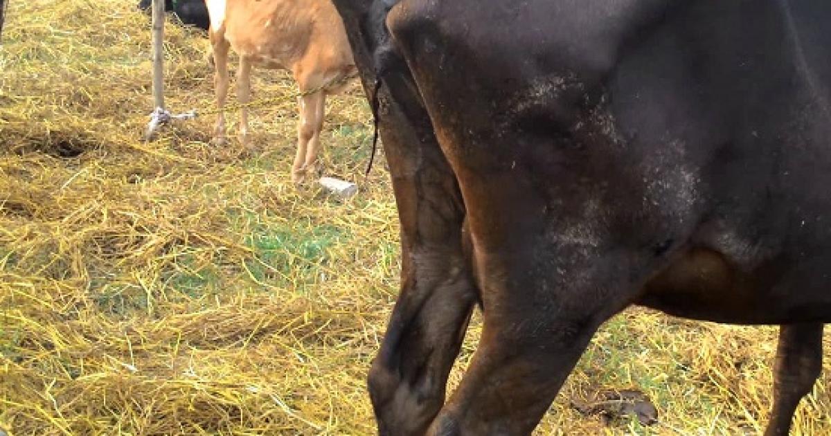 Babesiosis bovina síntomas y diagnóstico