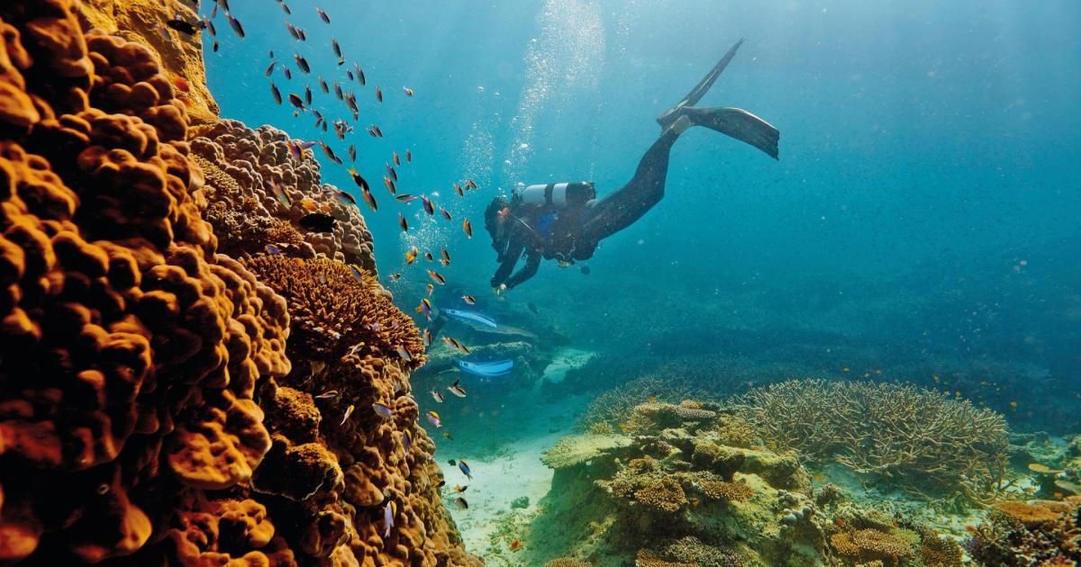 Puglia Scoperta La Prima Barriera Corallina In Italia Sembra Di