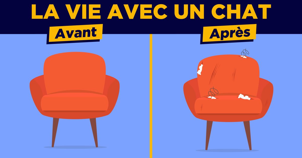 Illustrations D Une Vie Avant Et Apr S Un Chat Humour