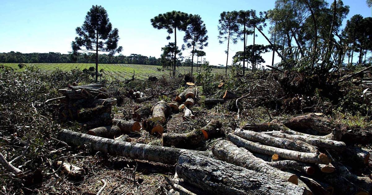 Desmatamento No Centro Sul Do Paran Descoberto Pela Pol Cia Ambiental