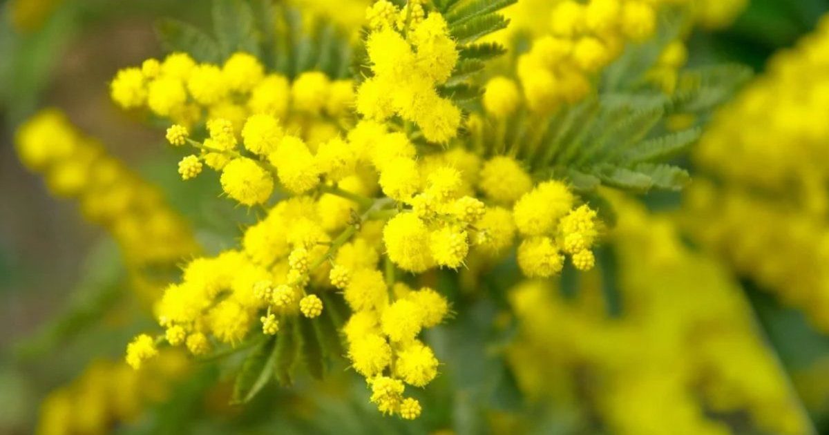 Messaggi Dolci Per Festeggiare Per La Festa Della Donna Dell Marzo