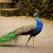 Peacockwallart Peacockwall12