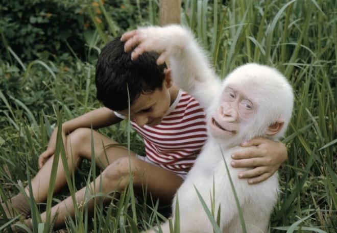 Natureza - Fotógrafa flagra raro filhote albino de macaco na