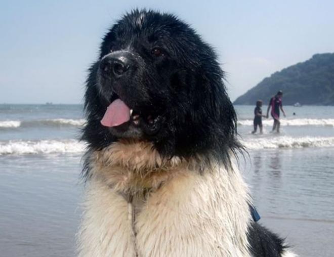 Whizz, l'eroe dell'acqua