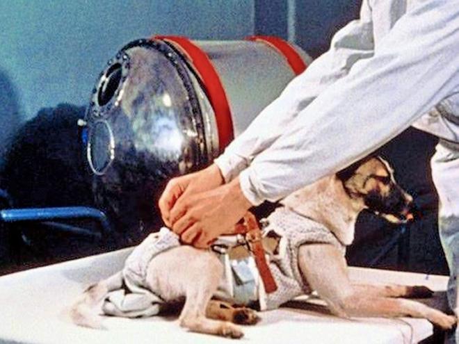 Laika, il cane dello spazio