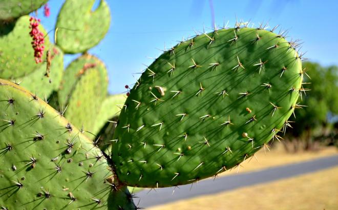 Nopal (cacto comestível)