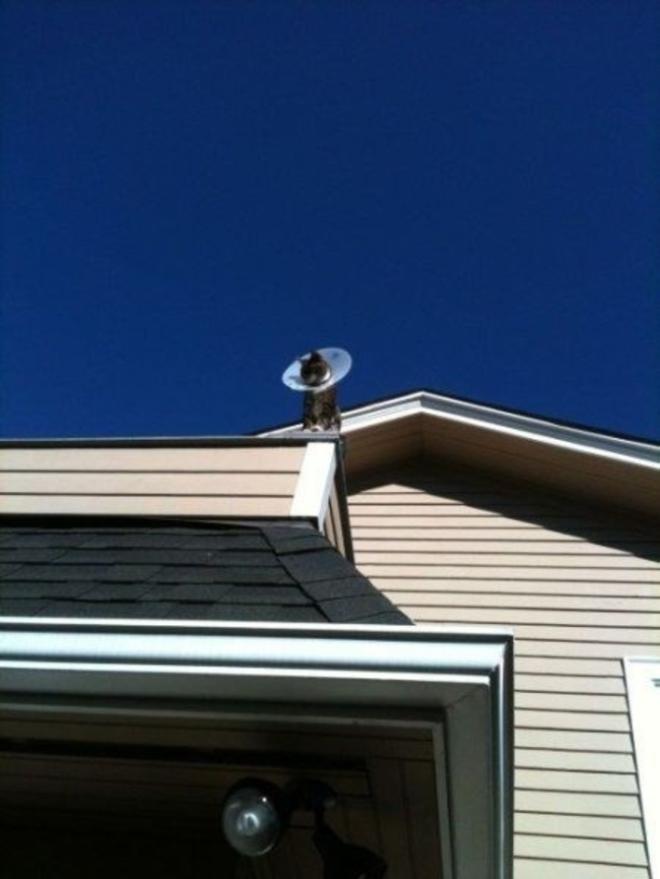 La fin de la collerette