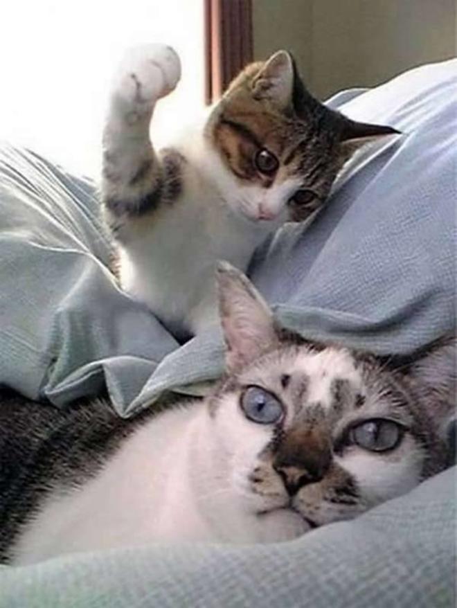 5 Photos De Bagarres De Chats Totalement Ridicules 4