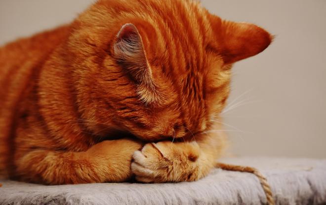 5 Signes Qui Montrent Qu Un Chat A Des Problemes Aux Yeux 5