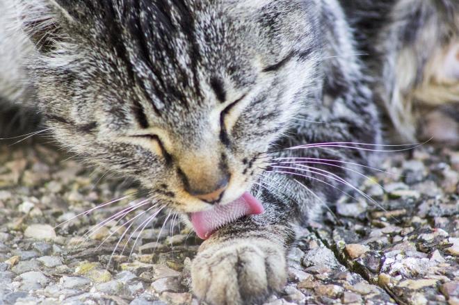 Chat Qui Crache Envers Son Maître 5 raisons qui expliquent pourquoi un chat lèche son maître - 4