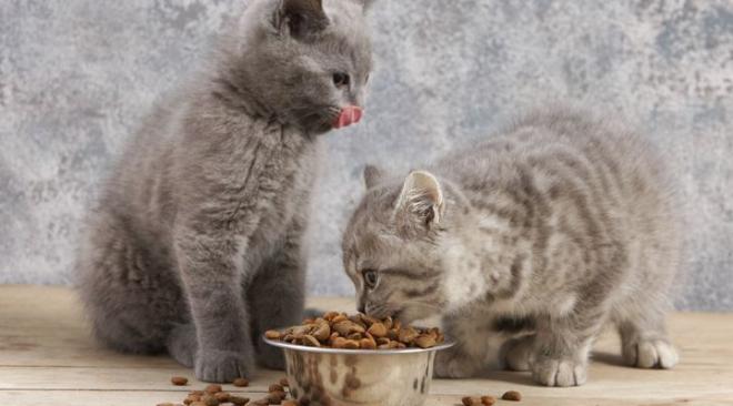 Le changement de nourriture