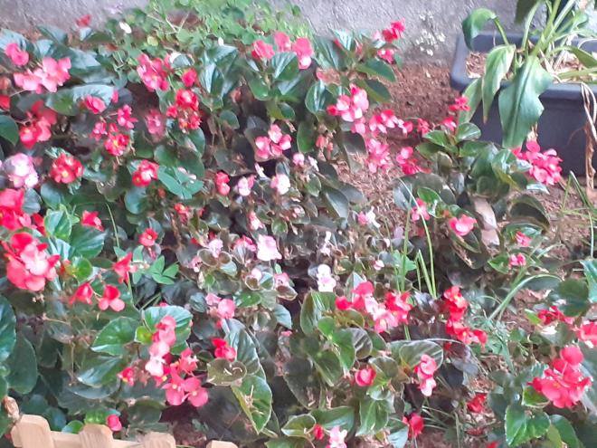 L' armonia del giardino giapponese