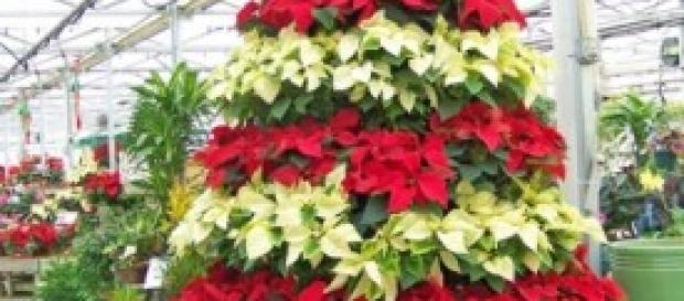 Concerto di Natale e Affari Tuoi. Concerto di Natale e Affari Tuoi.