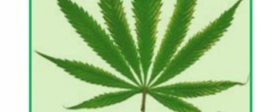 Foglia di Marijuana, simbolo della legalizzazione