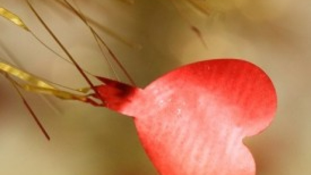 San Valentino 2014: ecco cosa regalare a lei