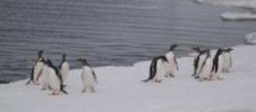 Crociere antartiche: fenomeno in crescita