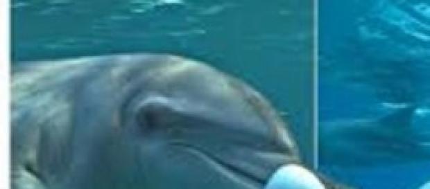 delfini che giocano con il pesce palla delfini che giocano con il pesce palla