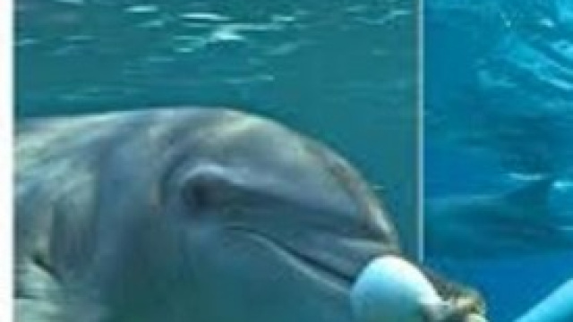 delfini che giocano con il pesce palla