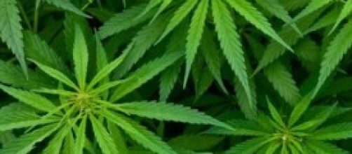 I vantaggi della legalizzazione della marijuana