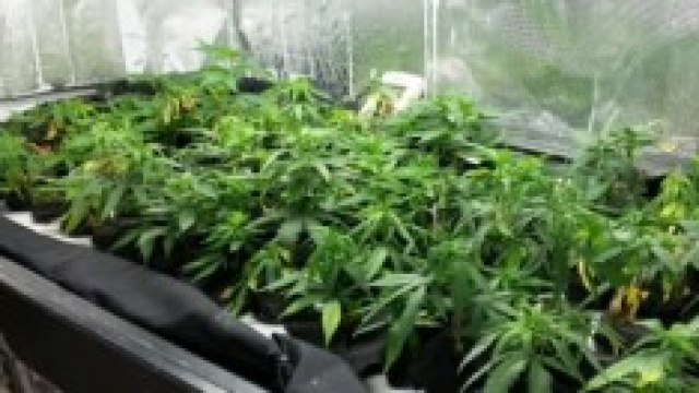 Piantine di marijuana nel casolare