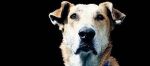 Lukánikos, el perro de las protestas Lukánikos, el perro de las protestas