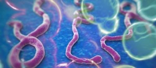 il virus ebola al microscopio