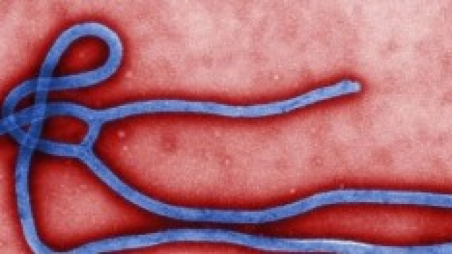 Virus Ebola 2014 in Italia: &egrave; caccia ai sintomi