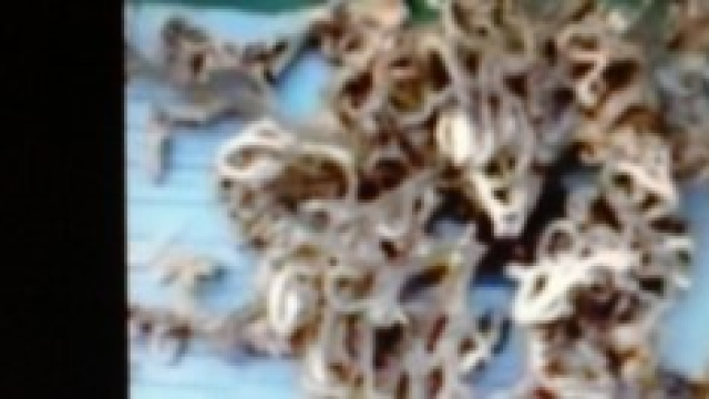 Mostro marino con 100 braccia