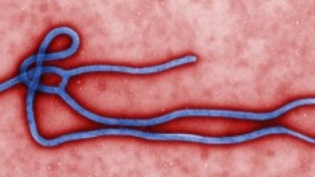Virus Ebola 2014, Italia a rischio?