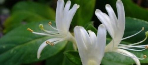 Flor de la planta del té madreselva