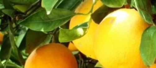 Temporada de recogida de naranjas