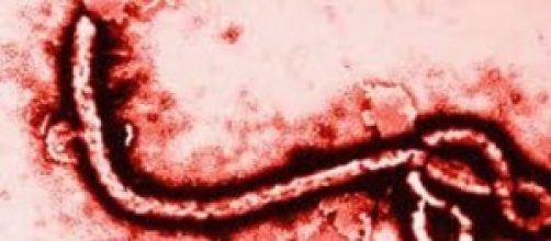 Virus Ebola 2014: contagio e sintomi