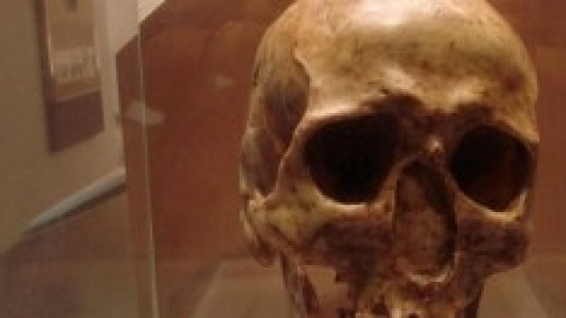 Immagine di un cranio della preistoria