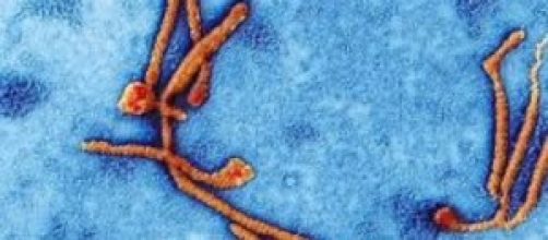 Ebola in Italia, ultime news: studi sul vaccino 