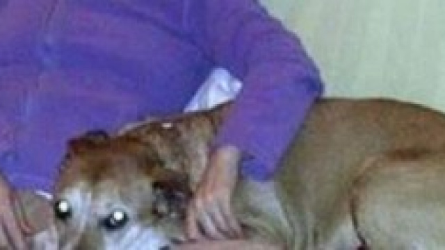 Ebola - Spagna -  Excalibur