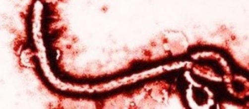 Ebola, mappa contagio OMS