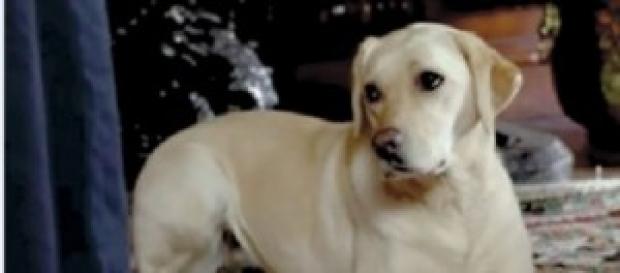 Isis, la labrador di Downton Abbey Isis, la labrador di Downton Abbey