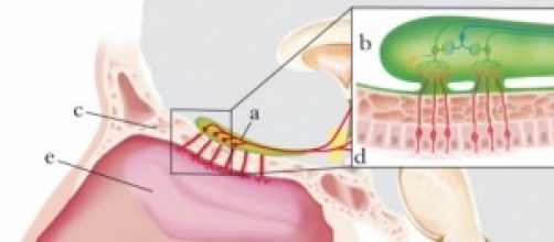 Ricostruzione grafica dell'olfatto