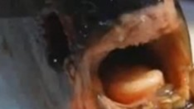 Il pesce ritrovato vicino Chernobyl 