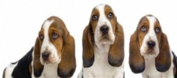 Tomemos como ejemplo a los animales Tomemos como ejemplo a los animales