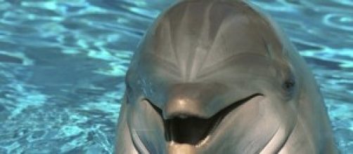 Cucciolo di delfino scuoiato in Sardegna